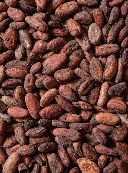 cacao de oaxaca finno